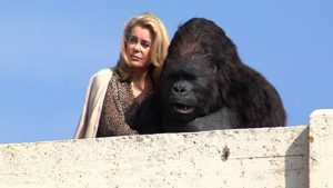 Gorilla en dame hebben elkaar gevonden